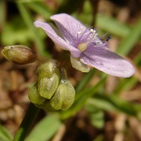 Murdannia simplex (Vahl) Brenan